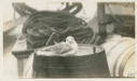 Image of Kittiwake Gull aboard